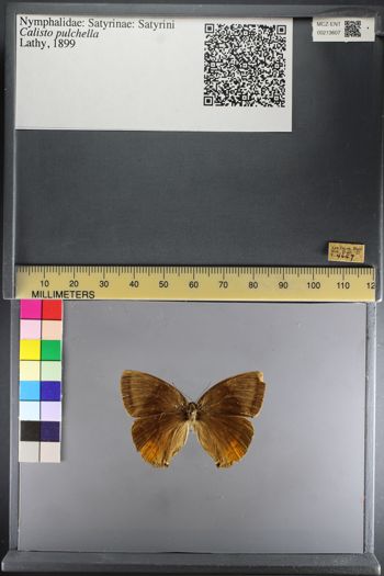 Media type: image;   Entomology 213607